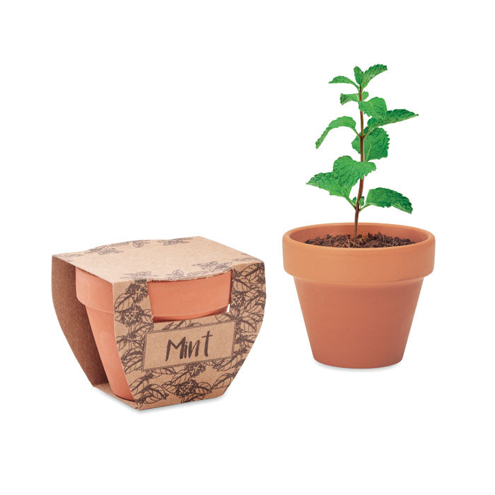 Terracotta Pot and Mint Seeds