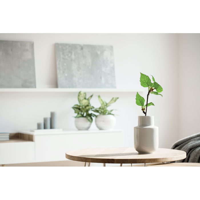 A5 Birch Tree Growbook in Gift Box