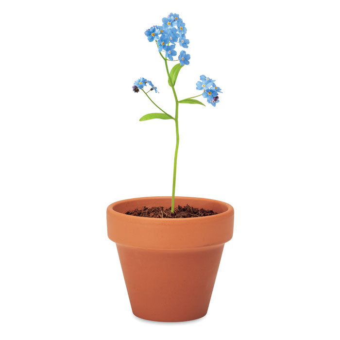Terracotta Pot and Forget-Me-Not Seeds