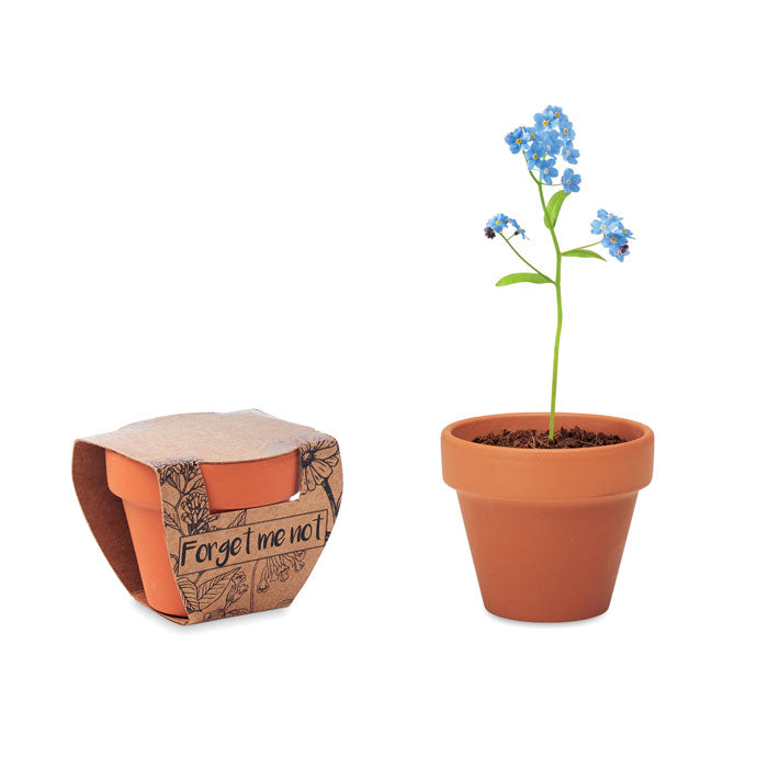 Terracotta Pot and Forget-Me-Not Seeds
