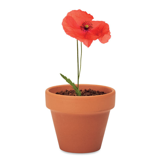 Terracotta Pot and Poppy Seeds