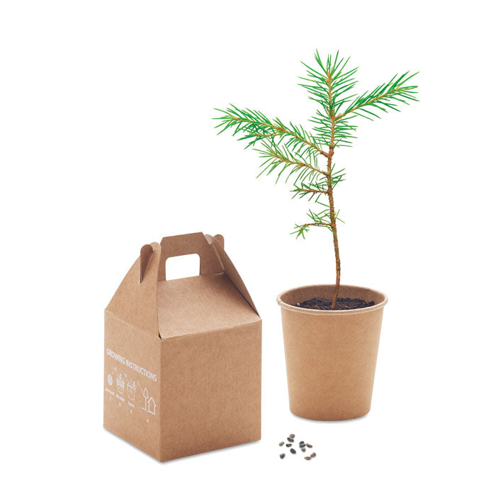 Pine Tree Set with Seeds