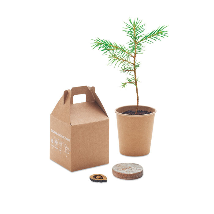 Pine Tree Set with Seeds