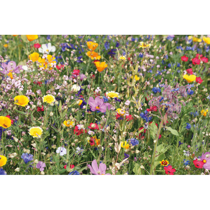 Summer Flowers Mixed Seeds