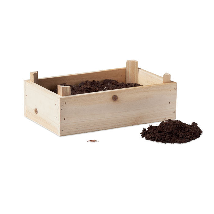 Strawberry Growing Kit in Wooden Crate