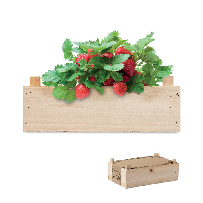Strawberry Growing Kit in Wooden Crate