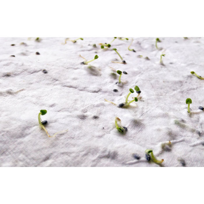 A4 Wildflower Seed Paper Sheet