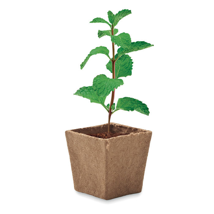 Mint seeds growing kit