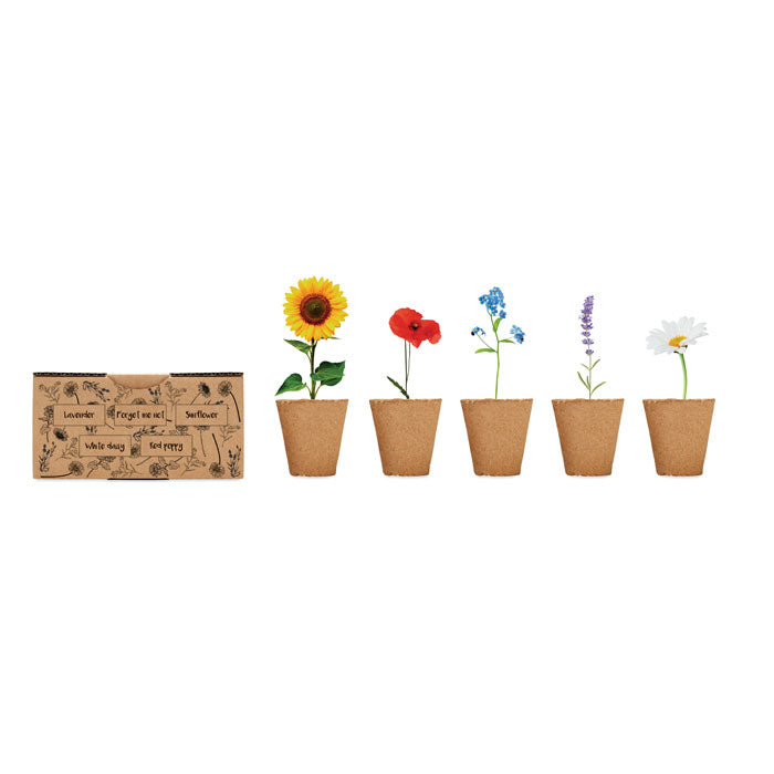 Flowers growing kit