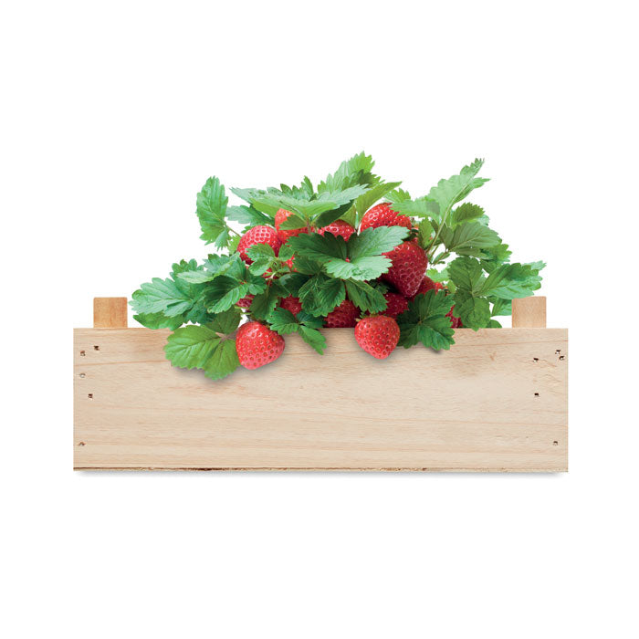 Strawberry kit in wooden crate